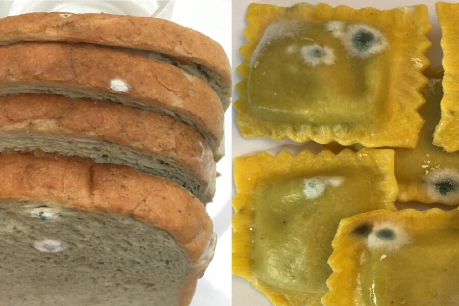 THE MOLD ON THE BAKERY FOOD AND PASTA