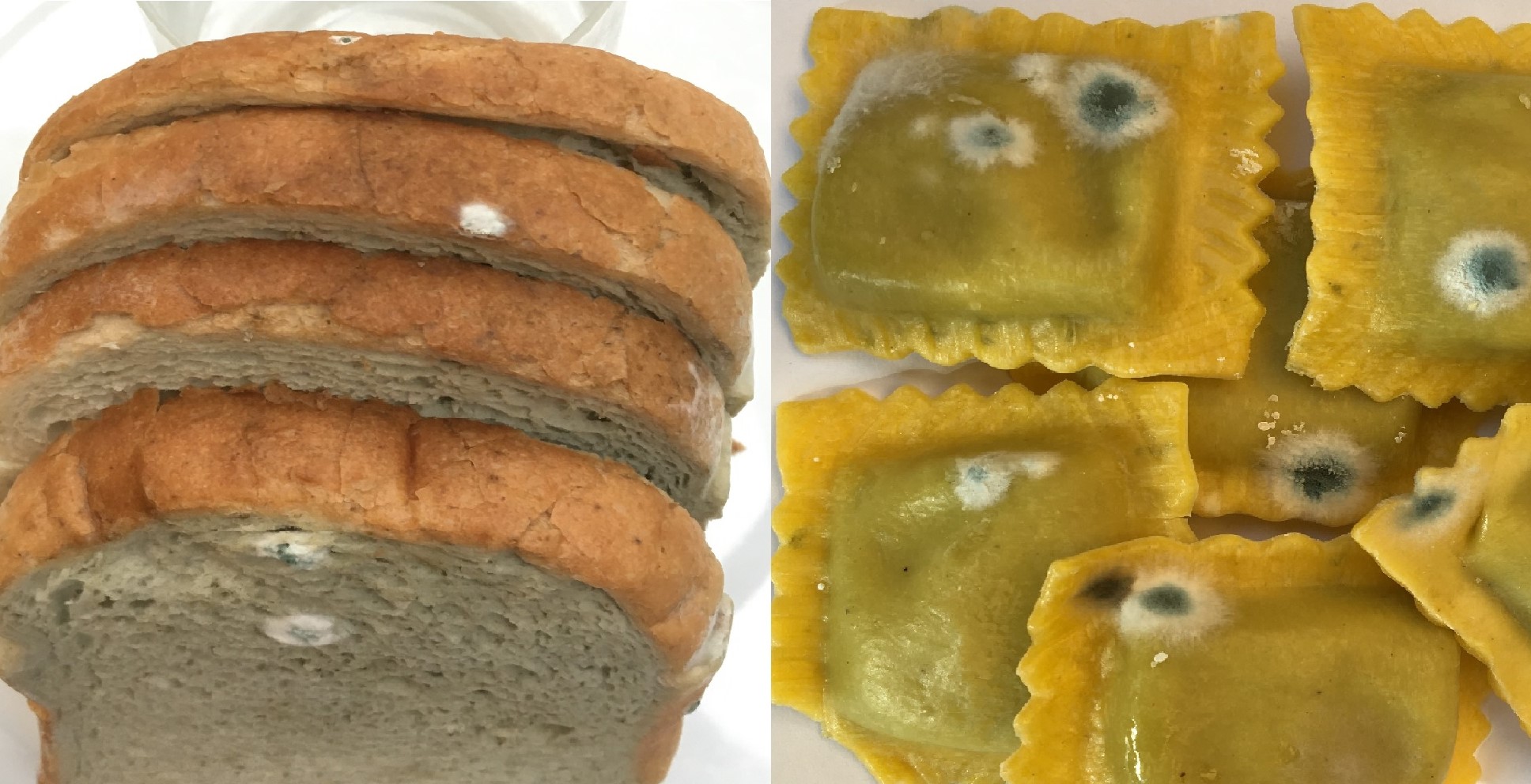 THE MOLD ON THE BAKERY FOOD AND PASTA